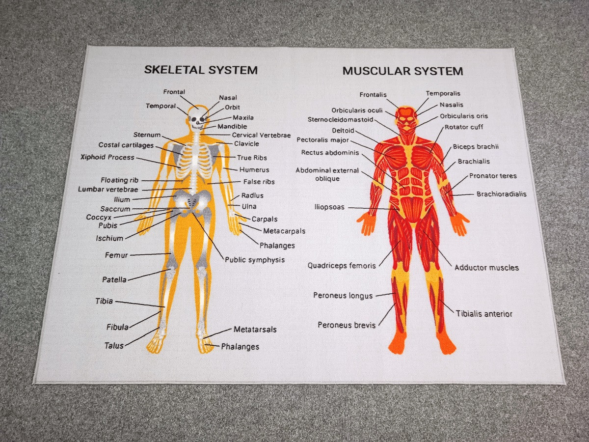 Didaktický koberec Skeletal and Muscular system (Kostra, Svaly)